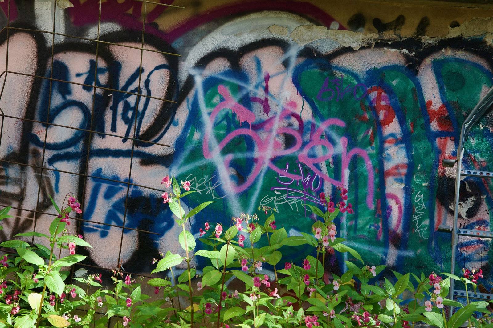 Graffiti covered wall with pink flowers in front